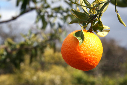 Photographie d'une Clemenvilla Nova trouvée sur Wikipédia. On y voit le fruit suspendu à la branche de l'arbre sur lequel il pousse (dont on peut voir quelques feuilles), avec à l'arrière plan le reste très flou de la plantation. La Clemenvilla est un hybride entre deux agrumes eux-mêmes hybrides (la clémentine et le tangelo), qui a été artificiellement conçu au cours du vingtième siècle. Photographie d'une Clemenvilla Nova trouvée sur Wikipédia. On y voit le fruit suspendu à la branche de l'arbre sur lequel il pousse (dont on peut voir quelques feuilles), avec à l'arrière plan le reste très flou de la plantation. La Clemenvilla est un hybride entre deux agrumes eux-mêmes hybrides (la clémentine et le tangelo), qui a été artificiellement conçu au cours du vingtième siècle.