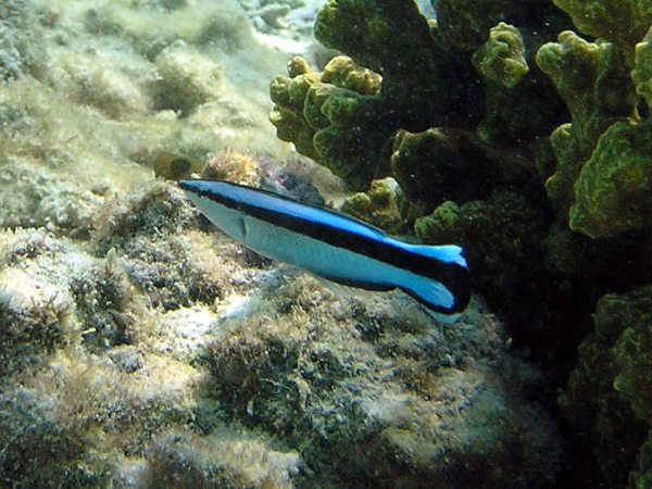Photo d'un labre nettoyeur illustrant actuellement leur page Wikipédia francophone. On voit ce petit poisson allongé, au ventre blanc et au dos bleu séparés par une bande noire, en train de nager au fond de l'eau. Pas grand chose de plus à dire sur cette image, mais je mettrai davantage d'infos dans les alt-texts suivants, puisque, spoiler alert, il y aura beaucoup de photos de labres.