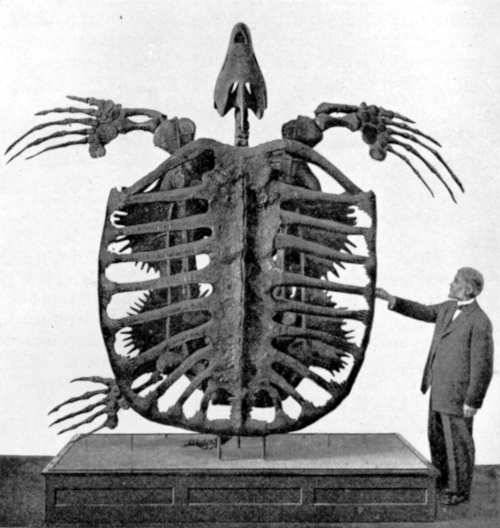 Photographie d'un squelette reconstitué d'archelon, trouvée sur leur page wikipédia. On voit la forme de cette tortue géante (il lui manque quand même la patte arrière droite) exposée dans un musée, et à côté d'elle, un être humain a l'air plutôt petit.
