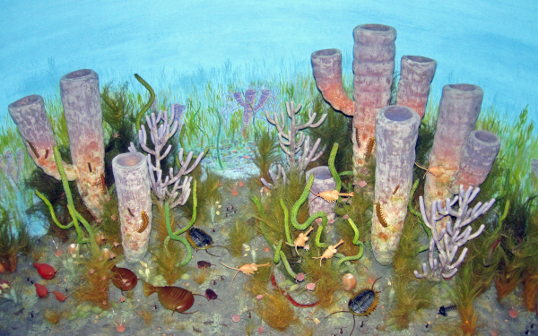 Reconstitution de la faune et de la flore dont les fossiles ont été trouvés dans les schistes de Burgess, au Canada, une des premières grandes découvertes de fossiles du Cambrien (les premiers fossiles ont été exhumés en 1909). On voit une vie assez active, avec plusieurs espèces représentées (dont notamment des trilobites), ce qui évidemment contraste beaucoup avec les vues d'artistes des éons précédents.