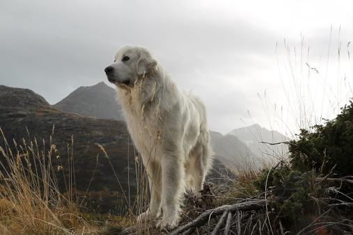 Photo de l'un des chiens interprétant le rôle de Belle dans le film Belle et Sébastien de 2013. Le chien est le premier animal que nos ancêtres aient domestiqué, il y a probablement trente mille ans, et pourtant, s'il a commencé à accumuler quelques différences génétiques avec le loup sauvage, il en reste suffisamment proche pour ne pas être considéré comme une espèce à part, raison pour laquelle j'avais mentionné dans le thread de la semaine dernière le nom d'espèce « Canis lupus », et non pas « Canis canis » ou « Canis familiaris » qui ne sont plus très utilisées. Photo de l'un des chiens interprétant le rôle de Belle dans le film Belle et Sébastien de 2013. Le chien est le premier animal que nos ancêtres aient domestiqué, il y a probablement trente mille ans, et pourtant, s'il a commencé à accumuler quelques différences génétiques avec le loup sauvage, il en reste suffisamment proche pour ne pas être considéré comme une espèce à part, raison pour laquelle j'avais mentionné dans le thread de la semaine dernière le nom d'espèce « Canis lupus », et non pas « Canis canis » ou « Canis familiaris » qui ne sont plus très utilisées.