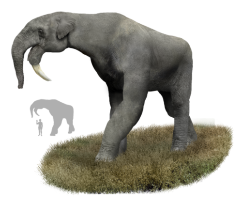 Vue d'artiste (trouvée sur leur page Wikipédia) d'un deinotherium. Il a globalement la silhouette d'un éléphant, mais en plus athlétique, et avec une tête assez différente : la trompe est courte, les oreilles relativement petites (légèrement plus que celles d'un éléphant d'Asie), et surtout les défenses sont inclinées de telles sorte qu'il devrait donner des coups de menton pour s'en servir. Deux silhouettes placées pour comparer les tailles indiquent qu'il était à peu près deux fois plus haut qu'un être humain.