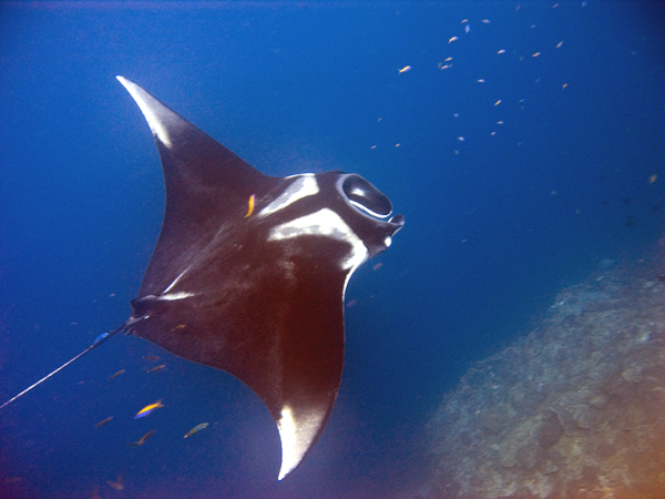 Photo, trouvée sur la page Wikipédia qui leur est dédiée, d'une raie manta, un assez majestueux animal de la famille des chondrichtyens, donc des « poissons » cartilagineux, parce que je résume beaucoup trop souvent cette classe aux seuls requins, alors que les raies sont très chouettes aussi. On voit ici celle-ci nager vue d'au dessus, avec des rochers dans le fond et des poissons à nageoire rayonnée aux alentours (ils ne craignent rien : la raie manta se nourrit de plancton, comme les baleines). La forme de la raie rappelle celle d'un grand cerf-volant, mais elle est bien plus lourde, jusqu'à deux tonnes (pour une envergure d'en moyenne entre trois et six mètres, même si certains spécimens connus les dépassent allègrement).