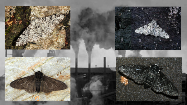 Photomontage d'un des plus célèbres exemples pratiques de la sélection naturelle. On voit quatre vignettes présentant deux sortes de papillon, des phalènes du bouleau, posées sur le tronc d'un arbre. En haut, les phalènes sont de couleur blanche, en bas de couleur noir ; à gauche les arbres ont l'écorce claire, et à droite, elles sont couvertes de suies et donc très sombres. La cause de cette suie est affichée à l'arrière-plan : les usines de la révolution industrielle anglaise qui rejettent énormément de fumées dans l'air. On constate que la variété de phalènes blanches se dissimule beaucoup mieux sur les troncs clairs, et la variété de phalènes noires beaucoup mieux sur les troncs sombres. Le changement de pression sélective due à la fumée des usines a donc fait varier les populations de papillons, ce qui a fourni un sujet d'étude très intéressant pendant les débuts de la théorie de l'évolution, comme j'en parle dans la vidéo fournie en conclusion du thread. Photomontage d'un des plus célèbres exemples pratiques de la sélection naturelle. On voit quatre vignettes présentant deux sortes de papillon, des phalènes du bouleau, posées sur le tronc d'un arbre. En haut, les phalènes sont de couleur blanche, en bas de couleur noir ; à gauche les arbres ont l'écorce claire, et à droite, elles sont couvertes de suies et donc très sombres. La cause de cette suie est affichée à l'arrière-plan : les usines de la révolution industrielle anglaise qui rejettent énormément de fumées dans l'air. On constate que la variété de phalènes blanches se dissimule beaucoup mieux sur les troncs clairs, et la variété de phalènes noires beaucoup mieux sur les troncs sombres. Le changement de pression sélective due à la fumée des usines a donc fait varier les populations de papillons, ce qui a fourni un sujet d'étude très intéressant pendant les débuts de la théorie de l'évolution, comme j'en parle dans la vidéo fournie en conclusion du thread.
