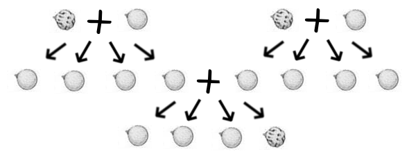 Schéma illustrant les croisement entre les pois, que j'ai assemblé pour mon livre (d'où le fait que ce soit en noir et blanc) à partir des images du tableau présent sur la page Wikipédia parlant des lois de Mendel. Sur le modèle d'un arbre généalogique (environ), on voit sur la première ligne deux croisement entre pois lisses et cossus (en noir et blanc, ça se voit mieux que la couleur), donnant chaque fois des enfants lisses sur la deuxième ligne. Celle-ci présente cependant aussi le croisement entre un pois issu de chacune des deux familles, et dont trois des descendants sont lisses, mais le quatrième cossu. Schéma illustrant les croisement entre les pois, que j'ai assemblé pour mon livre (d'où le fait que ce soit en noir et blanc) à partir des images du tableau présent sur la page Wikipédia parlant des lois de Mendel. Sur le modèle d'un arbre généalogique (environ), on voit sur la première ligne deux croisement entre pois lisses et cossus (en noir et blanc, ça se voit mieux que la couleur), donnant chaque fois des enfants lisses sur la deuxième ligne. Celle-ci présente cependant aussi le croisement entre un pois issu de chacune des deux familles, et dont trois des descendants sont lisses, mais le quatrième cossu.