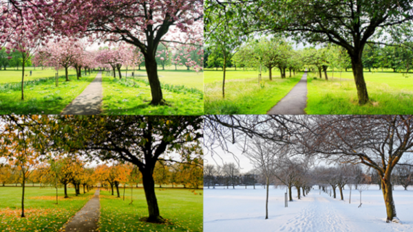 Image trouvé je-ne-sais-plus-où montrant un même paysage photographié environ du même angle à chacune des quatre saisons. Les quatre images sont juxtaposées et on voit à chaque fois un chemin bordé d'arbres, sauf qu'au printemps (en haut à gauche), les arbres sont couverts de fleurs roses, en été (en haut à droite) ils le sont de feuilles vertes, et en automne (en bas à gauche), les feuilles, ayant commencé à tomber, sont devenues orange. En hiver (en bas à droite), les arbres n'ont plus de feuilles, et la neige le chemin et l'herbe qui l'environnait.