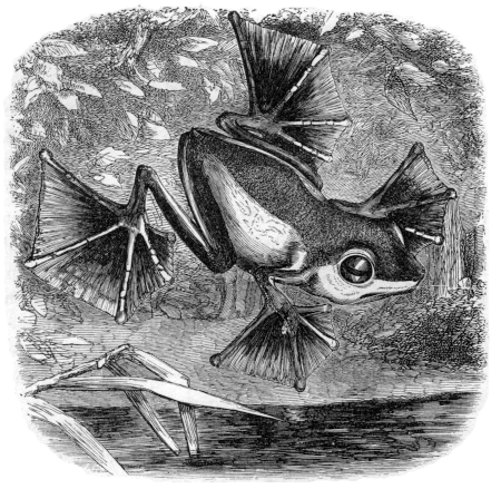 Dessin illustratif en noir et blanc réalisé par Wallace et présentant une grenouille volante qu'il a découverte au cours de ses travaux. Il s'agit d'une grenouille environ ordinaire, sauf que ses pieds et ses mains sont largement palmées, lui permettant de planer un peu dans les airs. Wallace travaillait dans ce qui est aujourd'hui la Malaisie quand il a envoyé à Darwin la lettre dont il est question ici. Dessin illustratif en noir et blanc réalisé par Wallace et présentant une grenouille volante qu'il a découverte au cours de ses travaux. Il s'agit d'une grenouille environ ordinaire, sauf que ses pieds et ses mains sont largement palmées, lui permettant de planer un peu dans les airs. Wallace travaillait dans ce qui est aujourd'hui la Malaisie quand il a envoyé à Darwin la lettre dont il est question ici.