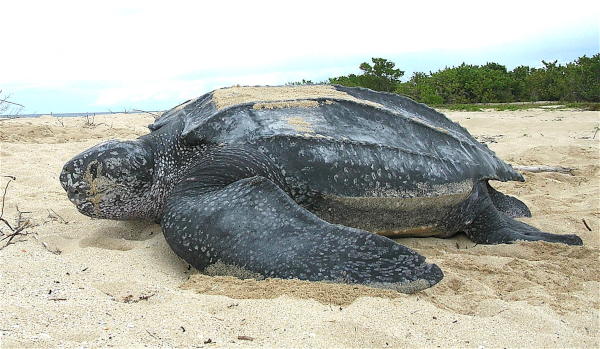 Photo, trouvée sur la page Wikipédia qui leur est dédiée, d'une tortue luth, qui n'est ici pas en train de nager dans l'océan (j'aurais bien aimé, mais je n'ai pas trouvé ça sur Wikimédia Commons), mais allongée sur le sable où elle vient de pondre. On voit donc le sable en bas, le ciel en haut, et entre les deux, la silhouette de cette tortue qui est l'une des plus grosses actuelles (la plus grosse tortue marine, en tout cas), même si on a déjà évoqué dans un autre thread l'archelon, datant du Crétacé, qui faisait deux fois sa taille. Ça reste trop petit pour y poser quatre éléphants portant le monde sur leur dos, mais d'un autre côté, être sensible au champ magnétique ne doit pas tellement aider A'Tuin à s'orienter dans l'espace (si vous n'avez rien compris à ce que je viens de dire, c'est une référence au Disque-monde de Terry Pratchett).