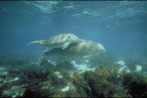Photo, trouvée sur leur page Wikipédia, de deux Dugongs, en l'occurrence une mère et son petit, en train de nager en eaux peu profondes (on voit la surface en haut de l'image et le sol et les algues en bas). Les dugongs ont une forme assez proche de celle des cétacés, avec notamment une nageoire caudale très ressemblante et seulement deux nageoires avant, ayant perdu leurs pattes arrière, mais ont une tête beaucoup plus courte et arrondie, leur permettant de venir brouter les algues au fond de l'eau. Avec leurs cousins les lamantins, ils sont les représentants actuels de l'ordre des siréniens. Notons que les siréniens sont de proches parents des proboscidiens, donc des éléphants, tandis que les cétacés sont plus proches des ongulés, en particulier des hippopotames.