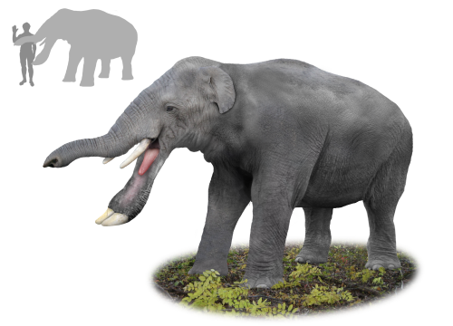 Vue d'artiste (trouvée sur leur page Wikipédia) d'un platybélodon. Sa silhouette et ses proportions sont assez proches de celles d'un éléphant, il a une tête dont toutes la partie haute ressemble à celle de ses cousins actuels, y compris les deux défenses habituelles, mais dont la mâchoire du bas est assez différente, évoquant une large pelle, avec deux autres défenses au bout. En haut à gauche, deux silhouettes permettent de comparer sa taille à celle d'un être humain : il ne nous dépasse en hauteur que de quelques têtes.