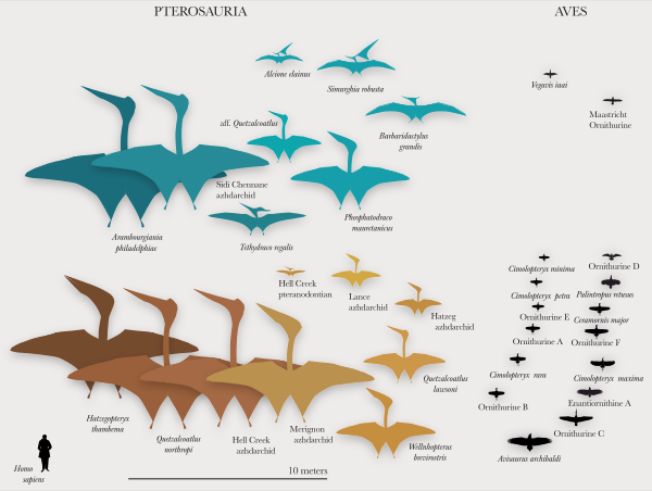 Comparaison de tailles (trouvée sur Wikimédia Commons) entre les différents vertébrés volants connus de la dernière période du Crétacé, représentés par leurs silhouette, avec la taille d'un être humain en bas à gauche pour comparaison. On voit six espèces de ptérosaures de très grande taille, les trois mentionnés dans le pouet et trois autres légèrement plus petits mais assez proches, ainsi que dix autres espèces de ptérosaures plus petits, les plus grands ayant une taille à vue de nez comparable à celle des plus gros oiseaux volants actuels. Les oiseaux du Crétacé était cependant plus petits : sur seize espèces représentées sur la droite, une seule est d'une taille comparable aux ptérosaures de taille moyenne.