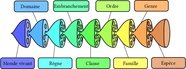 Schéma classique de l'imbrication entre les différents niveaux de classification, qui illustre à peu près toutes les pages concernées sur Wikipédia (sauf que la version Wikipédia est verticale, je l'ai ici mise à l'horizontale parce qu'il me semble que ça colle mieux au format d'un pouet sur le Fédivers). On voit donc un entonnoir appelé « monte vivant », duquel sort un entonnoir appelé « domaine » (celui-ci a été ajouté après Linné), duquel sort un entonnoir appelé « règne », et ainsi de suite, jusqu'au dernier niveau, l'espèce. Chaque entonnoir est un zoom sur une partie du précédent : il y a ainsi trois domaines dans le monde vivant, puis quatre règnes dans le domaine sur lequel on zoome, et ainsi de suite. Schéma classique de l'imbrication entre les différents niveaux de classification, qui illustre à peu près toutes les pages concernées sur Wikipédia (sauf que la version Wikipédia est verticale, je l'ai ici mise à l'horizontale parce qu'il me semble que ça colle mieux au format d'un pouet sur le Fédivers). On voit donc un entonnoir appelé « monte vivant », duquel sort un entonnoir appelé « domaine » (celui-ci a été ajouté après Linné), duquel sort un entonnoir appelé « règne », et ainsi de suite, jusqu'au dernier niveau, l'espèce. Chaque entonnoir est un zoom sur une partie du précédent : il y a ainsi trois domaines dans le monde vivant, puis quatre règnes dans le domaine sur lequel on zoome, et ainsi de suite.