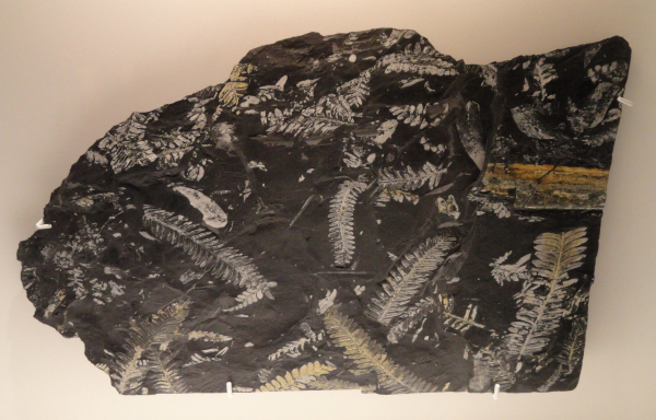 Fossile de sol du Carbonifère, trouvé sur Wikipédia. On voit une roche sombre posée sur un fond clair, et sur laquelle on trouve les empreintes, plutôt claires, de pas mal de feuilles aux formes assez proches de celles des fougères actuelles (certaines des fougères du Carbonifère étaient assez impressionnantes).