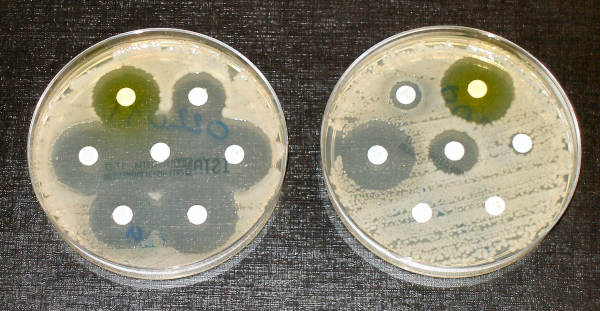 Photo, trouvée sur la page Wikipédia dédiée à l'antibiorésistance, d'une expérience testant différents antibiotiques. On voit deux boîtes de Petri l'une à côté de l'autre : dans chacune d'elles, le fond de la boîte était initialement recouvert de bactéries, et on a déposé sept antibiotiques différents dans la boîte à différents endroits de la boîte. Dans celle de gauche, tous ces antibiotiques ont été efficaces, et on voit chacun des sept disques blancs entouré d'une zone vide de plus ou moins grande taille d'où les bactéries ont disparu ; mais dans celle de droite, seules deux des points blancs sont entourés d'une telle zone de grande taille, deux sont entourés d'une zone vide de bien plus petite taille, et les trois autres sont toujours plus ou moins entourés par les bactéries, signe que celles-ci ne sont pas affectées par ces antibiotiques. Des tests réalisés dans des environnements saturés en antibiotiques ont montré qu'il pouvait suffire d'une grosse dizaine de jours pour qu'une population de bactéries dont seulement quelques individus sont initialement résistants devienne une population entièrement résistante, les bactéries qui ne le sont pas étant éliminées très rapidement et laissant ainsi toute les ressources aux autres pour se reproduire massivement et les remplacer.