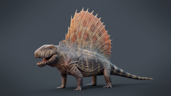 Reconstitution d'un dimétrodon, un animal quadrupède avec une queue, une grande bouche à dents pointues (qui font deux tailles différentes, d'où son nom) et une sorte de voile sur le dos. Cet animal est souvent rangé à tort parmi les dinosaures, alors qu'il est beaucoup plus ancien qu'eux, et qu'il est phylogénétiquement plus proche de nous que d'eux.