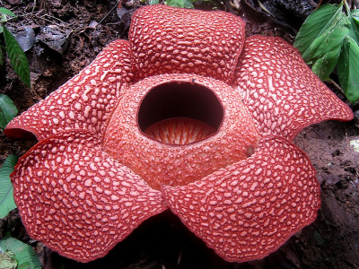 Photo d'une fleur de rafflésie. Heureusement, les images ne transmettent pas l'odeur. Photo d'une fleur de rafflésie. Heureusement, les images ne transmettent pas l'odeur.