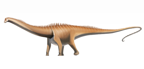 Vue d'artiste d'un diplodocus, un animal quadrupède avec un cou long et massif au bout duquel se trouve une tête plutôt petite d'herbivore, et une queue encore plus longue qui devait lui servir de fouet pour se défendre. La queue est d'ailleurs, comme son dos, hérissée d'épines de kératine qui devaient l'aider à se défendre.