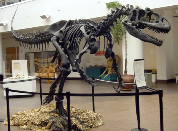 Reconstitution d'un squelette d'allosaure exposé dans la cour extérieur d'un musée (trouvé sur sa page Wikipédia). L'animal est bipède et semble un bon coureur, il possède une queue qui devait, comme celle des sauropodes, être capable de fouetter assez fort, et des griffes tranchantes au bout des doigts. Ainsi évidemment qu'une mâchoire assez caractéristique de prédateur.