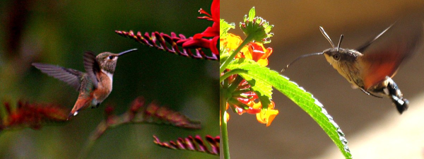 Juxtaposition de photographies, trouvée sur la page Wikipédia consacrée à l'analogie en évolution, mettant côte à côte un oiseau-mouche, donc un colibri, et un papillon moro-sphinx, dit « sphinx colibri ». Les deux ont en effet une forme qui paraît assez similaire, en tout cas sur cette image, avec un bec pointu chez l'oiseau qui évoque la trompe de l'insecte, et des ailes spécialisées pour leur permettre de voler tout en restant sur place, même si leur morphologie est très différente quand on regarde dans les détails.