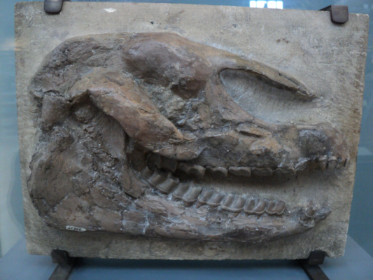 Photo d'un crâne fossile de Palaeotherium, un animal de l'éocène étudié par Cuvier. On voit assez bien la forme du crâne de l'animal, rappelant un peu celle des équidés auxquels ils sont fortement apparentés, sur un bloc de pierre rectangulaire, sans doute situé dans la vitrine d'un musée. Il n'y a pas vraiment de point de comparaison pour se faire une idée de la taille, mais les Palaeotherium sont des animaux plutôt petits, moins d'un mètre au garrot, en tout cas pour les espèces au sujet desquelles j'ai déjà lu de la doc.