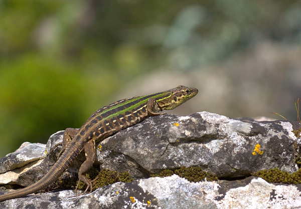 Photo, trouvée sur Wikipédia, d'un lézard des ruines (je pense qu'il s'agit de la version de base insectivore, mais je ne les connais pas suffisamment pour voir ça au premier coup d'œil). Il s'agit d'un lézard assez typique qu'on voit ici se hisser sur un rocher pour se chauffer au soleil.