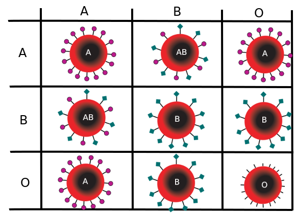Tableau (constitué à partir d'un tableau plus général trouvé sur Wikipédia) montrant les quatre sortes de globules rouges possibles dans le sang en fonction des allèles. Quand un individu possède deux allèles A, ou bien un allèle A et un allèle O, il est du groupe A, car ses globules rouges présentent en surface une molécule caractéristique. Idem, quand un individu possède deux allèles B, ou bien un allèle B et un allèle O, il est de groupe B, car ses globules rouges présentent une autre molécule caractéristique en surface. S'il possède un allèle A et un allèle B, il est de groupe AB, car on voit les deux sortes de molécules caractéristiques sur ses globules rouges. Enfin, s'il possède deux allèles O, il est de groupe O, car aucune des molécules caractéristiques ne se met en place. Le groupe sanguin est une information très importante à connaître pour réaliser une transfusion, car les molécules caractéristiques vont activer des réactions immunitaires auprès de groupes incompatibles. Tableau (constitué à partir d'un tableau plus général trouvé sur Wikipédia) montrant les quatre sortes de globules rouges possibles dans le sang en fonction des allèles. Quand un individu possède deux allèles A, ou bien un allèle A et un allèle O, il est du groupe A, car ses globules rouges présentent en surface une molécule caractéristique. Idem, quand un individu possède deux allèles B, ou bien un allèle B et un allèle O, il est de groupe B, car ses globules rouges présentent une autre molécule caractéristique en surface. S'il possède un allèle A et un allèle B, il est de groupe AB, car on voit les deux sortes de molécules caractéristiques sur ses globules rouges. Enfin, s'il possède deux allèles O, il est de groupe O, car aucune des molécules caractéristiques ne se met en place. Le groupe sanguin est une information très importante à connaître pour réaliser une transfusion, car les molécules caractéristiques vont activer des réactions immunitaires auprès de groupes incompatibles.
