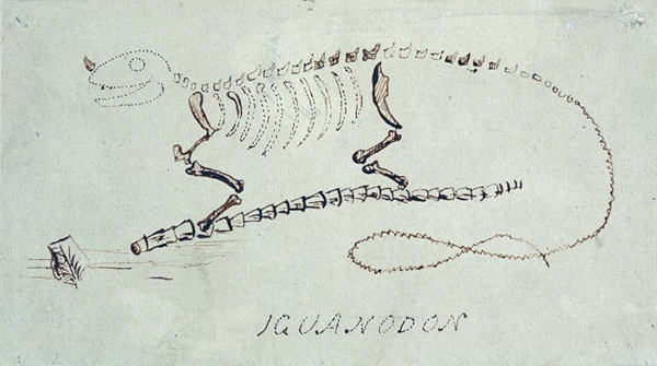 Dessin de l'iguanodon réalisé par Gideon Mantell. On voit une partie du dessin en traits pleins, correspondant sans doute aux parties retrouvées (les pattes, quelques vertèbres, et la “corne”), et le reste en pointillé, avec la mention « iguanodon ». À part la “corne”, l'animal a assez clairement un aspect général de lézard.