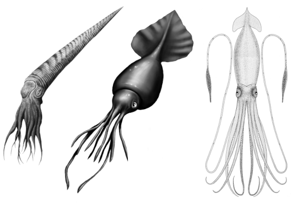 Comparaison de formes (la taille est approximative) entre ces trois espèces de céphalopodes, assemblée par moi à partir d'images trouvées sur Wikimédia Commons : notre Orthoceras a un corps conique environ deux fois plus longs que ses tentacules, tandis que pour le calmar colossal, plus épais et avec ce qui ressemble à une nageoire, c'est plutôt environ la même taille des deux côtés. Le calmar géant, pour sa part, a les tentacules plus longues que sont corps, dont deux en particulier qui sont deux fois plus longues que les autres, ici présentées repliées.