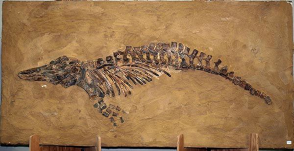 Fossile, me semble-t-il de Dorudon, que j'avais utilisé dans ma vidéo sur l'évolution, puisque je vais reparler un peu plus bas de l'évolution de sa lignée. On voit globalement, dans un bloc de pierre, l'empreinte du squelette d'un animal marin, avec une queue, des côtes, deux nageoires avant, et un museau.