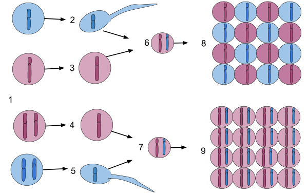 Comparaison de deux systèmes de reproductions possibles, trouvées sur Wikipédia. On voit dans les deux cas d'abord les cellules typiques des deux parents, qui produisent ensuite des cellules sexuelles (ovule et spermatozoïdes), lesquelles se combinent pour donner une cellule-œuf qui donnera ensuite naissance aux cellules de l'organisme enfant. La différence est que, dans un cas, les parents sont haploïdes (on voit un seul échantillon génétique par cellule), et l'information génétique est répartie dès la première division de la cellule-œuf, qui est donc la seule à porter les gènes en plusieurs exemplaires. Dans l'autre cas, qui est celui qui correspond à notre espèce, les parents sont diploïdes, et il n'y a qu'à l'étape de la production des cellules sexuelles qu'un seul exemplaire de chaque gène est présent. Comparaison de deux systèmes de reproductions possibles, trouvées sur Wikipédia. On voit dans les deux cas d'abord les cellules typiques des deux parents, qui produisent ensuite des cellules sexuelles (ovule et spermatozoïdes), lesquelles se combinent pour donner une cellule-œuf qui donnera ensuite naissance aux cellules de l'organisme enfant. La différence est que, dans un cas, les parents sont haploïdes (on voit un seul échantillon génétique par cellule), et l'information génétique est répartie dès la première division de la cellule-œuf, qui est donc la seule à porter les gènes en plusieurs exemplaires. Dans l'autre cas, qui est celui qui correspond à notre espèce, les parents sont diploïdes, et il n'y a qu'à l'étape de la production des cellules sexuelles qu'un seul exemplaire de chaque gène est présent.