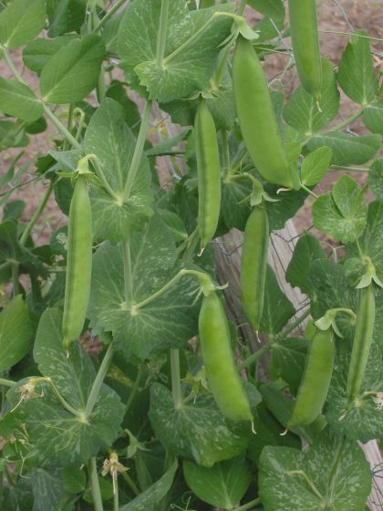 Photographie d'un plant de pois trouvé sur Wikimédia Commons. On y voit des tiges sur lesquelles poussent des feuilles et pendent des gousses, gousses qui contiennent les petites graines rondes que nous mangeons habituellement. En l'occurrence, toutes les parties végétales de cette image sont vertes, mais il existe des variétés avec des gousses (et donc des graines) de différentes couleurs. Je ne sais pas précisément quelle variété de pois cultivait Mendel, mais ça devait probablement ressembler à quelque chose comme ça. Photographie d'un plant de pois trouvé sur Wikimédia Commons. On y voit des tiges sur lesquelles poussent des feuilles et pendent des gousses, gousses qui contiennent les petites graines rondes que nous mangeons habituellement. En l'occurrence, toutes les parties végétales de cette image sont vertes, mais il existe des variétés avec des gousses (et donc des graines) de différentes couleurs. Je ne sais pas précisément quelle variété de pois cultivait Mendel, mais ça devait probablement ressembler à quelque chose comme ça.