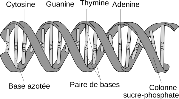 Représentation classique de l'ADN en double-hélice, montrant l'enchaînement des différentes bases azotées, qui sont les éléments constitutifs des gènes. Il en existe quatre sortes : Adenine, Thymine, Guanine et Cytosine. L'image nous montre (en indiquant à chaque fois le type de base à l'aide de son initiale) qu'elles fonctionnent par paires complémentaires, un A toujours en face d'un T et un C toujours en face d'un G. La légende désigne également le support auquel ces bases sont rattachées comme une colonne sucre-phosphate (colonne qui est ici plutôt une ligne, puisque l'image, qui vient de la page Wikipédia sur l'ADN, est initialement verticale, mais que je l'ai retournée pour que ça passe mieux au format Fédivers). Représentation classique de l'ADN en double-hélice, montrant l'enchaînement des différentes bases azotées, qui sont les éléments constitutifs des gènes. Il en existe quatre sortes : Adenine, Thymine, Guanine et Cytosine. L'image nous montre (en indiquant à chaque fois le type de base à l'aide de son initiale) qu'elles fonctionnent par paires complémentaires, un A toujours en face d'un T et un C toujours en face d'un G. La légende désigne également le support auquel ces bases sont rattachées comme une colonne sucre-phosphate (colonne qui est ici plutôt une ligne, puisque l'image, qui vient de la page Wikipédia sur l'ADN, est initialement verticale, mais que je l'ai retournée pour que ça passe mieux au format Fédivers).
