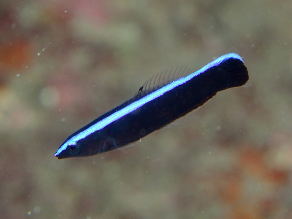 Photo (encore et toujours trouvée sur Wikimédia Commons) d'un labre nettoyeur juvénile (qui est donc forcément une femelle, comme vous le savez déjà si vous avez lu les alt-text précédents, mais la couleur indique bien l'âge et non pas seulement le sexe, de ce que j'ai lu). La forme est globalement la même que celle d'un adulte, mais l'animal est majoritairement noir, avec juste une bande blanc-bleu vers le haut du corps. Et donc, visiblement, encore pas mal de choses à apprendre.