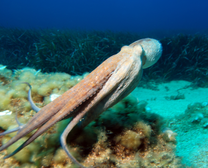 Photographie d'un poulpe nageant sous l'eau, venant de la partie Biologie de la page Wikipédia sur Aristote. Le savant grec a en effet notamment beaucoup étudié la faune marine, et a notamment plutôt bien classé ces animaux et celles des espèces proches (même si d'autres ont été beaucoup plus complexes à réussir à caser correctement, y compris pour les scientifiques modernes). Il faut cependant noter que « invertébrés » n'est plus un groupe valide aujourd'hui, mais ça, on en reparlera plus bas. Photographie d'un poulpe nageant sous l'eau, venant de la partie Biologie de la page Wikipédia sur Aristote. Le savant grec a en effet notamment beaucoup étudié la faune marine, et a notamment plutôt bien classé ces animaux et celles des espèces proches (même si d'autres ont été beaucoup plus complexes à réussir à caser correctement, y compris pour les scientifiques modernes). Il faut cependant noter que « invertébrés » n'est plus un groupe valide aujourd'hui, mais ça, on en reparlera plus bas.