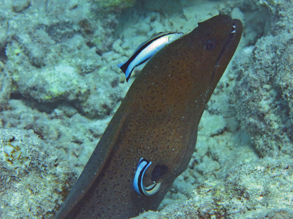 Encore une photo, celle-ci trouvée sur Wikimédia Commons, montrant deux labres en train de nager autour d'une murène. Cet animal a tendance à peu se déplacer, passant sa vie entre les coraux, et donc a peu de risques de partir se faire nettoyer ailleurs ; mais c'est aussi un prédateur qu'il ne faut sans doute pas énerver. Oh, je ne le précise pas dans le corps des pouets, mais les « stations de nettoyage » des labres comptent un petit groupe d'individus, un mâle et quelques femelles (parfois juste un couple). Tous les labres naissent de sexe féminin, mais, s'il n'y a pas d'autres mâles aux alentours, l'un d'entre eux va en devenir un pour assurer la reproduction du groupe.