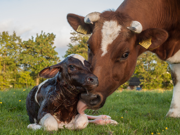 Photo, trouvée sur la page Wikipédia qui est dédiée à ces animaux, d'une vache toilettant son petit, parce que ce thread n'est pas évident à illustrer mais que, vu que le nom de la vaccine vient des animaux qui en souffrent (plus précisément de « vacca » qui était leur nom en latin et qui a progressivement donné notre mot français), autant montrer un peu les animaux au passage. 