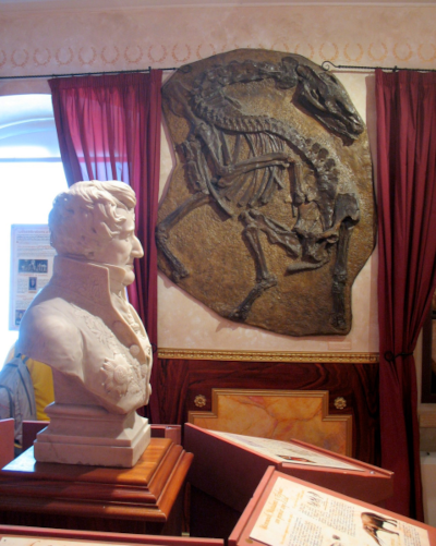 Photographie (trouvée sur la page Wikipédia anglophone dédiée à la paléontologie) montrant un buste représentant George Cuvier (qui est plus ou moins le père de la discipline) exposé (au musée d'archéologie de Montbéliard, apparemment) à côté d'une réplique de fossile de palaeotherium, un équidé de l'Éocène que Cuvier a décrit au cours de ses travaux.