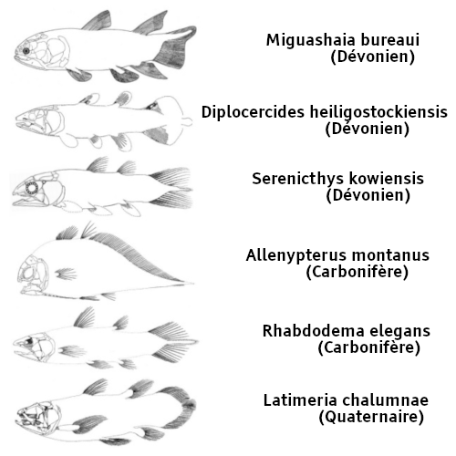 Juxtaposition de dessins (trouvée sur Wikipédia, et que j'ai édité personnellement pour ajouter les noms et les périodes, l'image d'origine ne les désignant que par des lettres) montrant plusieurs membres de la famille des cœlacanthes. De haut en bas, les espèces présentées sont : Miguashaia bureaui (du Dévonien), Diplocercides heiligostockiensis (du Dévonien), Serenicthys kowiensis (du Dévonien), Allenypterus montanus (du Carbonifère), Rhabdodema elegans (du Carbonifère), et Latimeria chalumnae (actuel, donc du Quaternaire). Leurs formes sont en fait assez variées (l'allenypterus en particulier a un corps beaucoup plus gros et une queue beaucoup plus fine), même si on reconnaît à chaque fois au moins les nageoires dorsales et ventrales caractéristiques. Sur chaque image, les os du crâne sont mis en évidence, puisque c'est ce qui change le plus d'une espèce à l'autre.