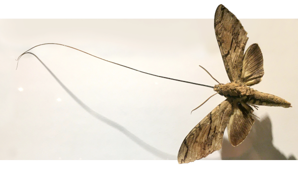 Photographie d'un spécimen empaillé de Xanthopan praedicta (on notera que le nom est une référence au fait que son espèce avait été prédite), ou papillon de Wallace (certaines personnes disent aussi papillon de Darwin, mais vu qu'on a déjà donné son nom à lui à l'orchidée, ça me semble plus sympa de donner l'autre au papillon). L'animal a quatre ailes, un corps assez allongé, deux antennes… et surtout une trompe qui fait plus de deux fois la longueur de son corps, et qui lui permet donc d'accéder au nectar de la fleur. Photographie d'un spécimen empaillé de Xanthopan praedicta (on notera que le nom est une référence au fait que son espèce avait été prédite), ou papillon de Wallace (certaines personnes disent aussi papillon de Darwin, mais vu qu'on a déjà donné son nom à lui à l'orchidée, ça me semble plus sympa de donner l'autre au papillon). L'animal a quatre ailes, un corps assez allongé, deux antennes… et surtout une trompe qui fait plus de deux fois la longueur de son corps, et qui lui permet donc d'accéder au nectar de la fleur.