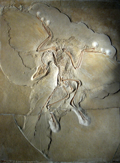 Photographie du « spécimen de Berlin », le fossile d'archaeopteryx découvert en 1860, très bien conservé (on voit le corps de l'animal au complet). La forme globale évoque à la fois celle d'un théropode non-avien (avec notamment sa longue queue et l'empreinte de dents au niveau de la bouche) et celle d'un oiseau (les os des membres avant ont la forme de ceux d'une aile d'oiseau plutôt que ceux d'une patte avant avec des griffes, et on peut voir tout autour du squelette les empreintes typiques des plumes).