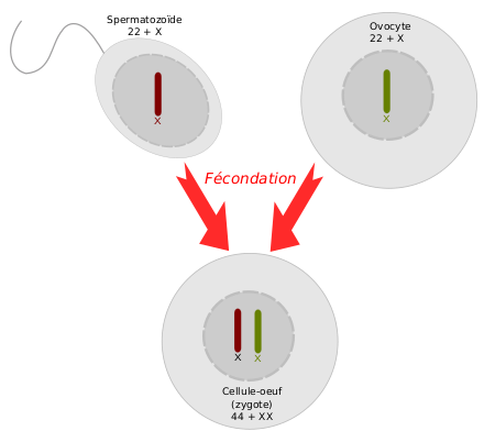 Schéma (trouvé sur Wikimédia Commons) montrant de façon simplifiée la fécondation : à partir d'un spermatozoïde et d'un ovule comprenant chacun un exemplaire de l'information génétique, on forme une cellule-œuf qui contient un exemplaire de chaque, mélangeant donc les gènes des deux parents. Le spermatozoïde et l'ovule étaient donc eux-mêmes constitués à partir d'une moitié des chromosomes de la personne qui les a produites, mais le schéma ne rentre pas dans les détails à ce point, on pourrait en reparler une prochaine fois. Schéma (trouvé sur Wikimédia Commons) montrant de façon simplifiée la fécondation : à partir d'un spermatozoïde et d'un ovule comprenant chacun un exemplaire de l'information génétique, on forme une cellule-œuf qui contient un exemplaire de chaque, mélangeant donc les gènes des deux parents. Le spermatozoïde et l'ovule étaient donc eux-mêmes constitués à partir d'une moitié des chromosomes de la personne qui les a produites, mais le schéma ne rentre pas dans les détails à ce point, on pourrait en reparler une prochaine fois.