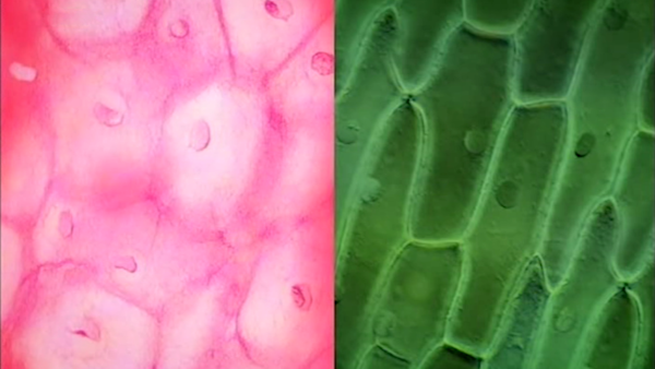 Capture d'écran du documentaire Espèces d'espèces, montrant une comparaison entre deux sortes de cellules : celles d'un végétal (à droite), et celles d'un animal (à gauche), plus précisément des cellules de l'épiderme d'un être humain. Si les formes et les couleurs sont différentes, on remarque quand même que les deux possèdent une zone spécifique assez identifiable qui est ce fameux noyau cellulaire.