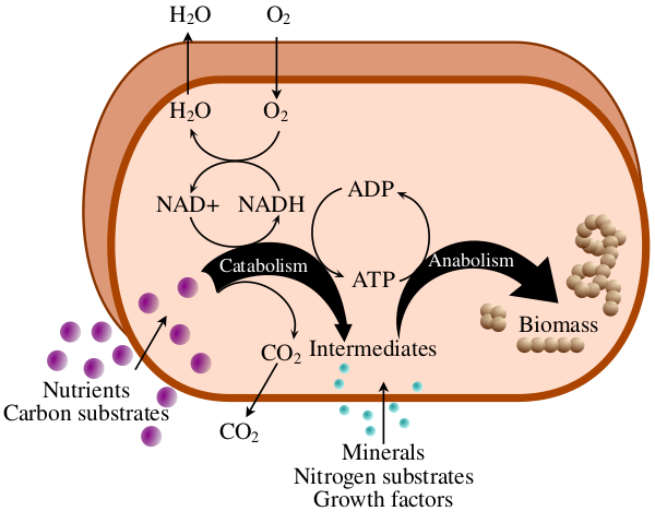 Schéma du métabolisme de la plupart des cellules connues, en anglais, trouvé sur la page Wikipédia (francophone) dédiée au métabolisme. On voit donc représentée une cellule, avec son activité interne (transformation d'ATP en ADP et réciproquement, notamment), mais surtout ses échanges avec le milieu extérieur. La cellule, pour son activité, va absorber du dioxygène et des nutriments contenant entre autres du carbone, et rejeter de l'eau et du CO₂, produisant au passage des matières organiques qui constituent la biomasse. Cette activité se prolonge tout au long de la vie de la cellule.