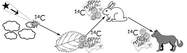 Schéma (assemblé par moi pour mon deuxième bouquin qu'il faudrait que je termine un jour) montrant le « cycle du carbone-14 » (noté conventionnellement avec la lettre C précédé d'un 14 en exposant). Cette variété particulière de carbone est produite dans l'atmosphère de la Terre, à cause des rayons cosmiques, ce qui fait que sa proportion dans l'environnement se maintient. La photosynthèse, effectué notamment par les plantes, l'intègre dans nos molécules organiques, puis les chaînes alimentaires le propagent à l'ensemble des êtres vivants.