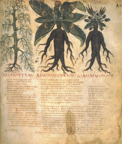 Page d'un manuscrit du début du septième siècle, montrant, au dessus d'un texte assez illisible (ce n'est pas de l'alphabet latin), une illustration montrant une plante entière de mandragore, puis deux racines dont la forme est vaguement celle d'un corps humain entier, conduisant donc à l'idée que ça aurait pu soigner à peu près tout.