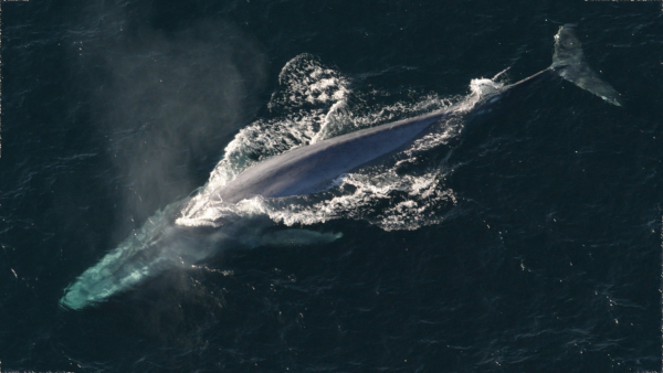 Photographie prise de haut montrant une étendue d'eau dans laquelle la silhouette d'une baleine bleue remontant à la surface pour respirer occupe toute la diagonale de l'image, illustrant la grande taille de l'animal.