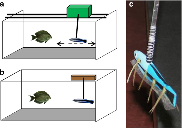 Image issue d'une des études mentionnées par Sébastien Moro dans la bibliographie du livre, montrant un schéma d'expérience dans lequel un poisson chirurgien, un des « clients » habituels des labres nettoyeurs, est confronté dans son aquarium à une sorte de marionnette en forme de labre (dont une photo est donnée à côté du schéma), qui peut ou pas se déplacer. L'étude a notamment montré que le massage prodigué par les labres conduisait à une diminution notable du stress du poisson… ce qui ne marche pas sur une assiette, évidemment, mais il y a donc bien un intérêt pour les labres à s'y livrer (notons qu'il leur arrive aussi de faire ostensiblement un massage à d'autres poissons sous les yeux de celui dont ils veulent s'attirer les bonnes grâces).