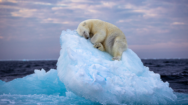 Image d'un ours polaire en train de dormir sur un morceau d'iceberg dérivant sur la mer. La fonte des glaces, conséquence du dérèglement climatique que nous provoquons, met gravement en danger pas mal d'espèces vivantes en détruisant leur habitat naturel.