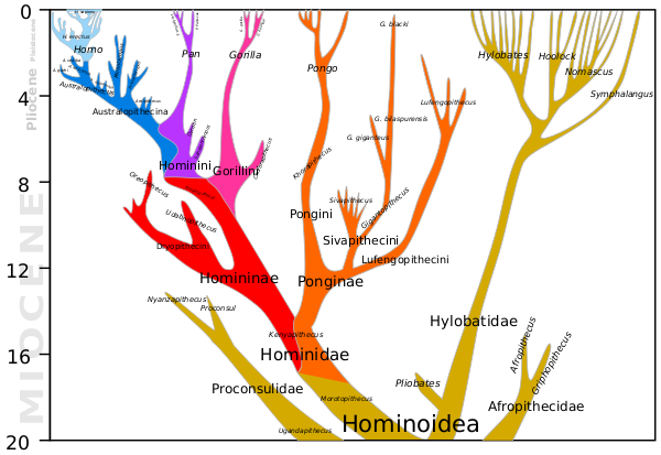 Arbre phylogénique des hominoïdes, les singes sans queue (« apes » en anglais, par opposition à « monkeys » représentant les singes à queue). Deux branches ont des ramifications qui perdurent jusqu'à nos jours : les hylobatidés, plus couramment appelés gibbons, qui comptent actuellement une vingtaine d'espèces, et les hominidés, correspondant usuellement aux « grands singes » mentionnés ci-dessus. Les hominidés se divisent ensuite en deux branches, d'un côté les homininés, et de l'autre les ponginés, dont les seuls représentants actuels sont les quelques espèces d'orang-outans, mais qui ont compté une plus grande diversité par le passé (en particulier, l'espèce disparue le plus récemment est le Giganthopithèque Blacki, qu'on avait rapidement évoqué dans le thread sur le gigantisme animal). Du côté des homininés, on voit deux séparations successives, d'abord celle qui mène aux deux espèces de gorilles existant actuellement, puis celle qui sépare le genre Homo, dont nous sommes les derniers représentants, du genre Pan, où l'on trouve les chimpanzés et les bonobos.