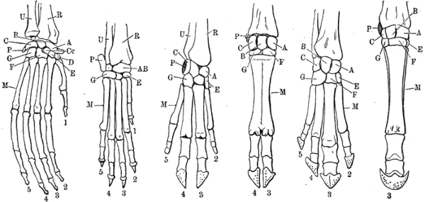 Sur le même principe, mais cette fois en noir et blanc, ce qui est moins pratique, comparaison des squelettes de « main » entre un orang-outan, un chien, un cochon, un bovidé non-spécifié, un tapir et un cheval (la légende n'apparaissant hélas pas sur l'image). On reconnaît à chaque fois la même forme globale, même s'il y a des différences notables. Par exemple, l'orang-outan, primate de son état, possède un pouce opposable. Les quatre dernières lignées d'animaux ont perdu au moins un doigt (le bovidé n'en a plus que deux, et l'équidé plus qu'un), mais ont en revanche des os beaucoup plus épais pour le(s) doigt(s) restant(s), permettant de mieux supporter leur poids, avec des sabots à la place de nos ongles.